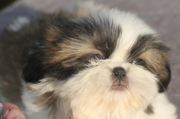 Roland Shih Tzu