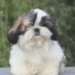 Ronald Shih Tzu