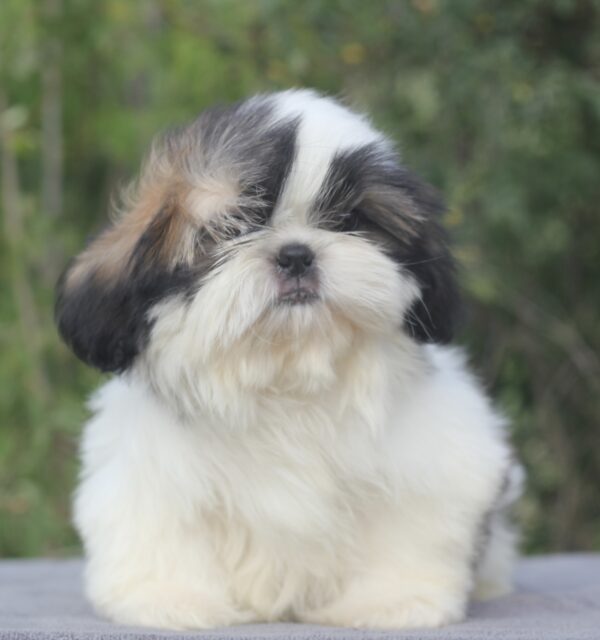 Roland Shih Tzu