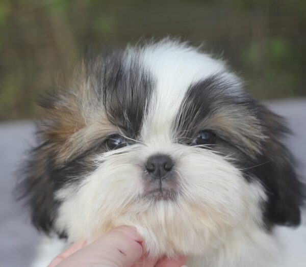 Roland Shih Tzu