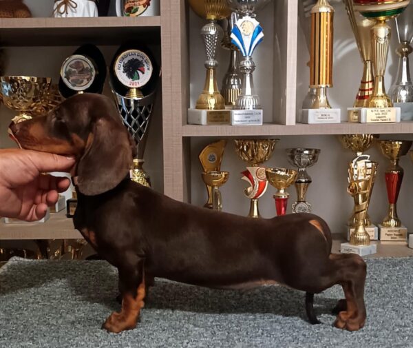 Romolusz Dachshund