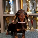 Ruby Dachshund