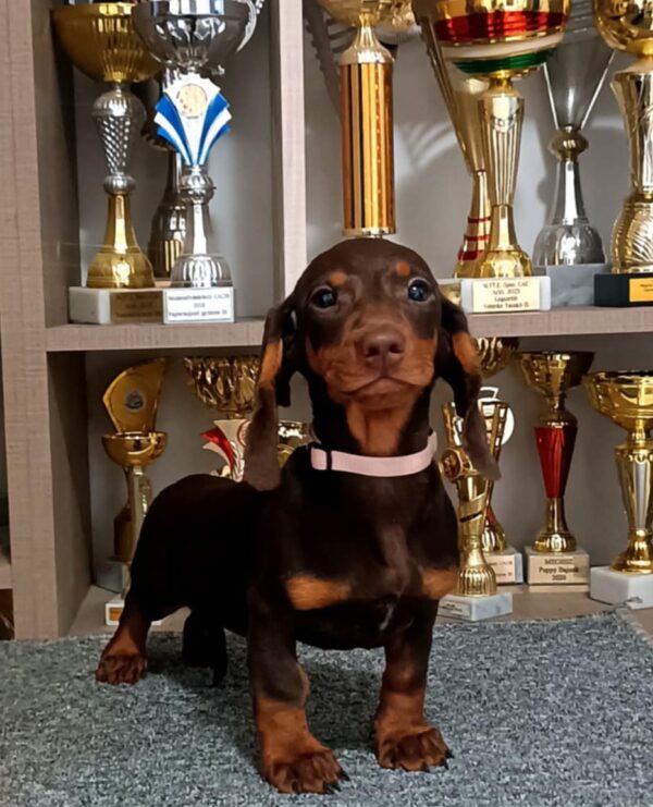 Romolusz Dachshund