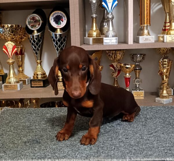 Romolusz Dachshund