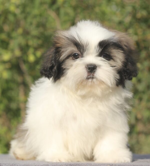 Ronald Shih Tzu