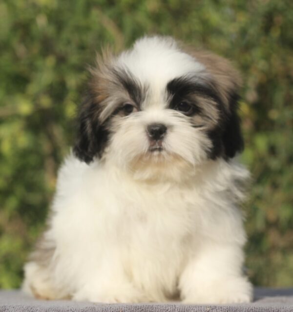Ronald Shih Tzu