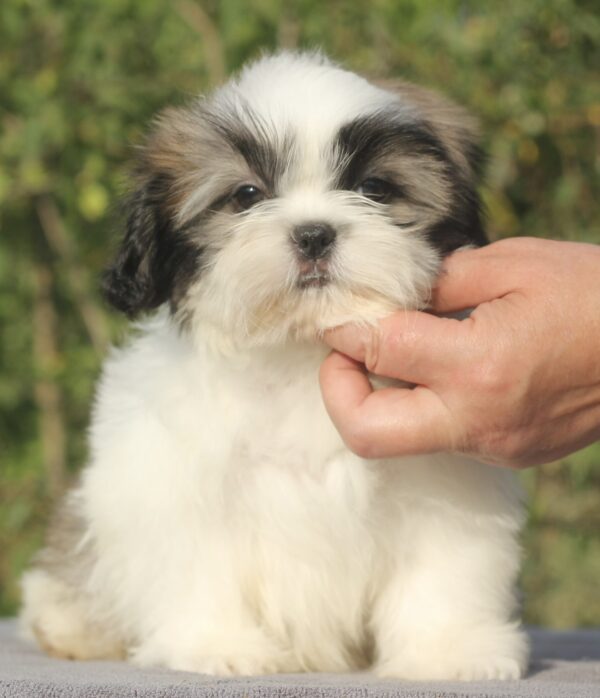 Ronald Shih Tzu