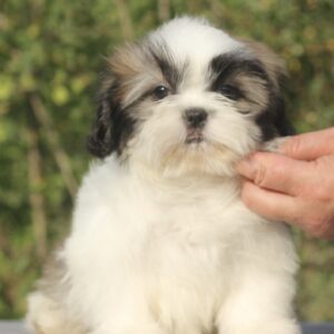Ronald Shih Tzu
