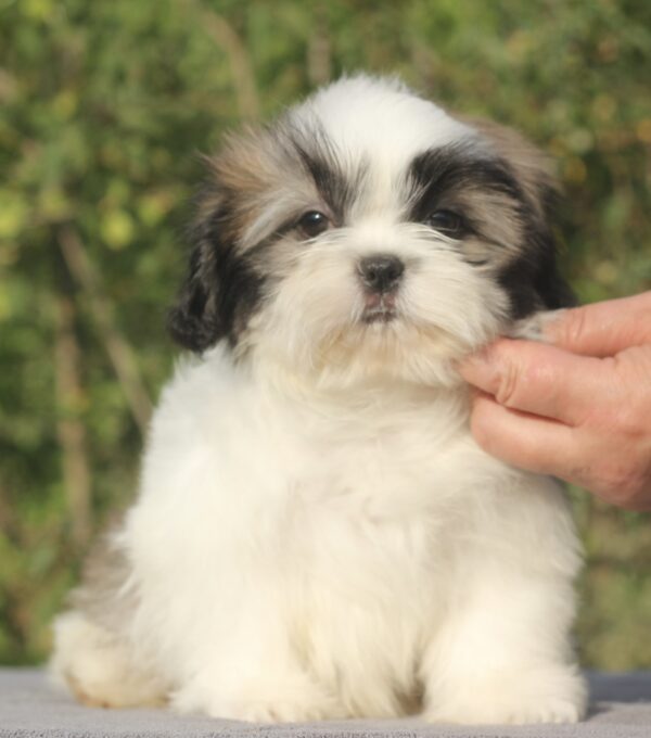Ronald Shih Tzu