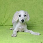 Rosie-female-saluki-puppy-for-sale- (1)