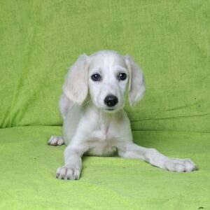 Rosie Saluki Persian Hound