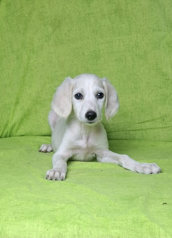 Rosie Saluki Persian Hound
