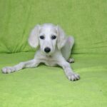 Rosie-female-saluki-puppy-for-sale- (2)