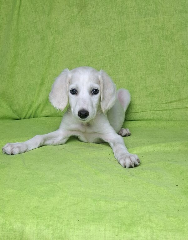 Rosie Saluki Persian Hound