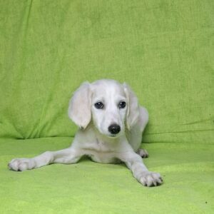 Rosie Saluki Persian Hound