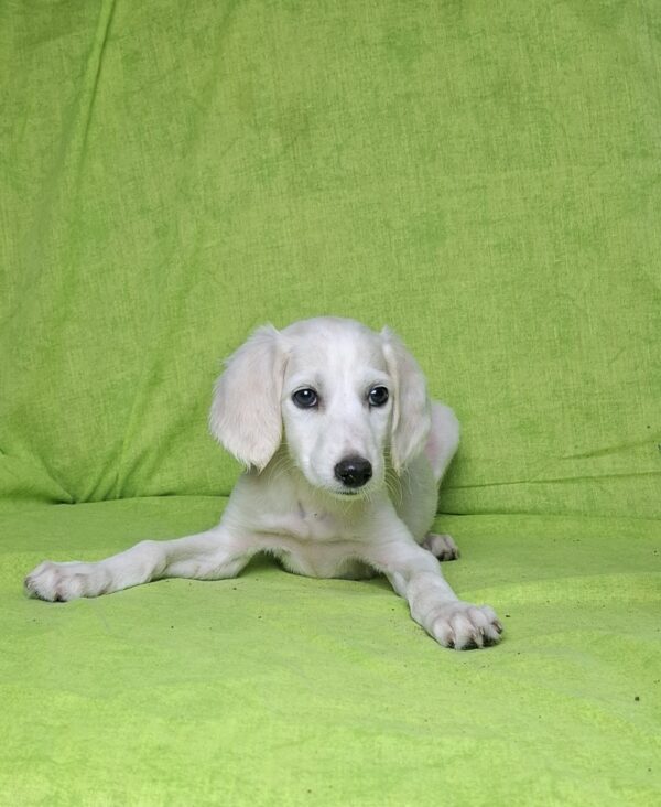Rosie Saluki Persian Hound