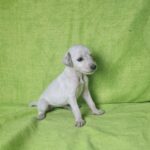 Bella Saluki Persian Hound