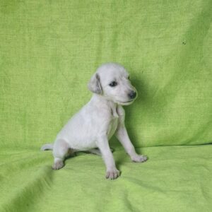 Rosie Saluki Persian Hound