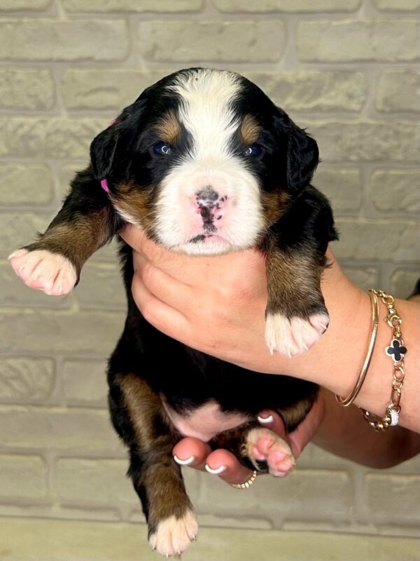 Rossa Bernese Mountain Dog