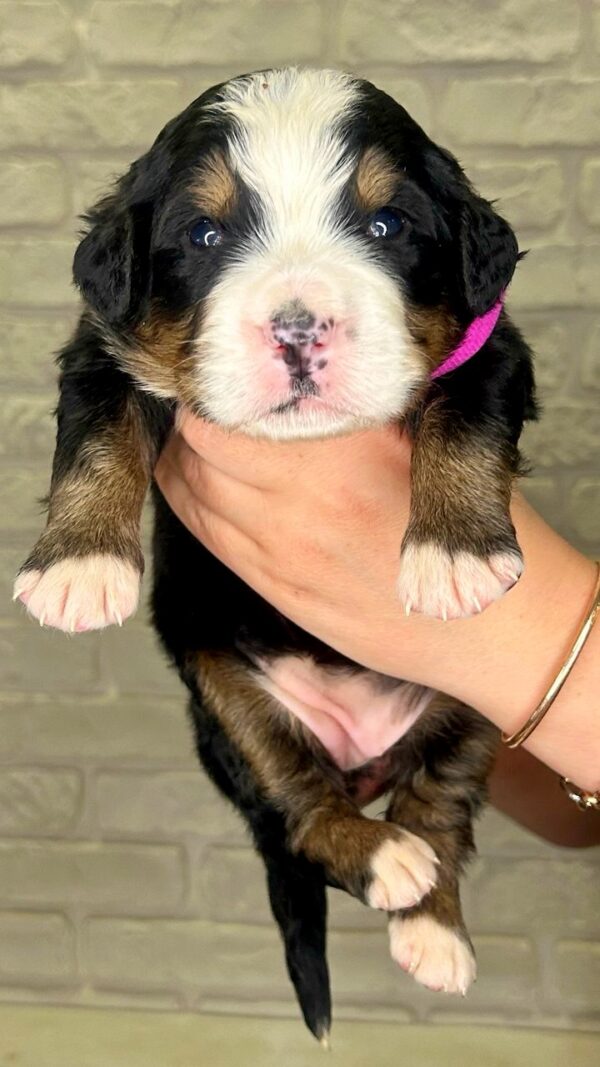 Rossa Bernese Mountain Dog