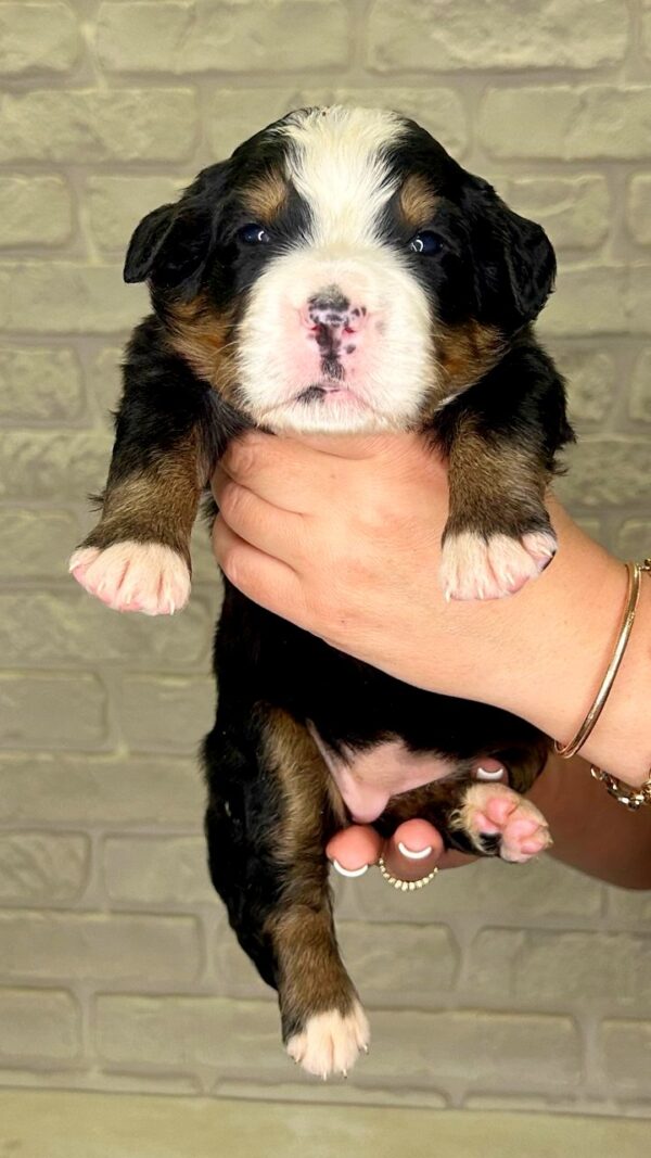 Rossa Bernese Mountain Dog