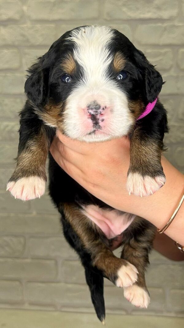 Rossa Bernese Mountain Dog