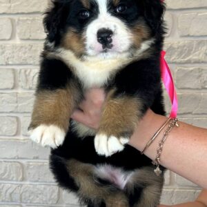 Rossa Bernese Mountain Dog