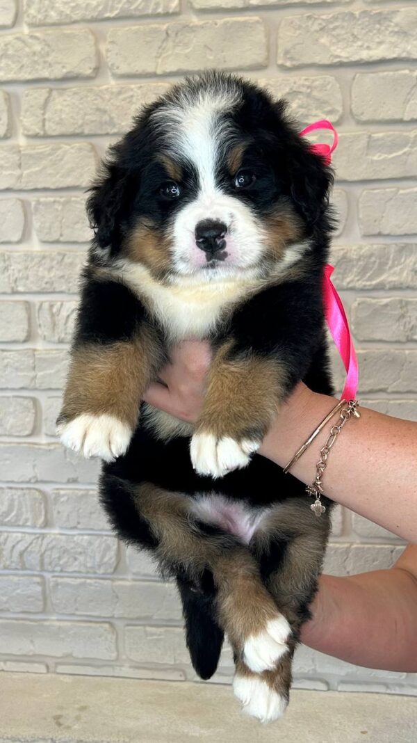 Rossa Bernese Mountain Dog