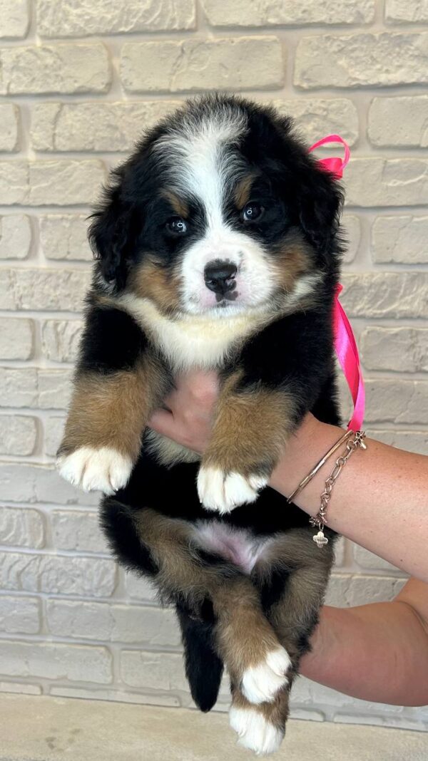 Rossa Bernese Mountain Dog