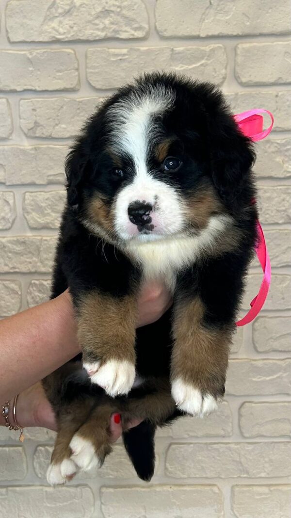 Rossa Bernese Mountain Dog