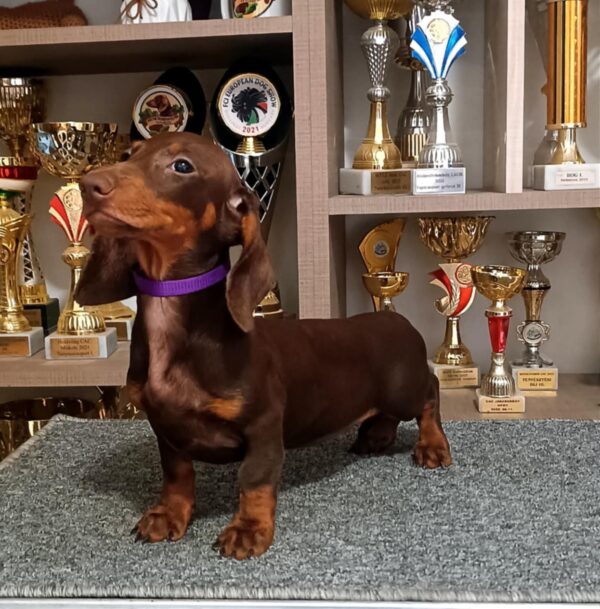 Ruby Dachshund