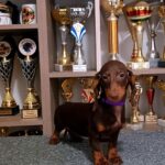 Alice Dachshund