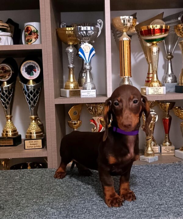 Ruby Dachshund