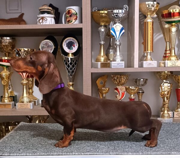 Ruby Dachshund
