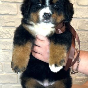 Raida Bernese Mountain Dog