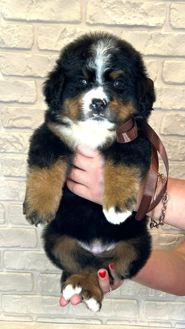 Ruffy Bernese Mountain Dog