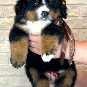 Ruffy Bernese Mountain Dog