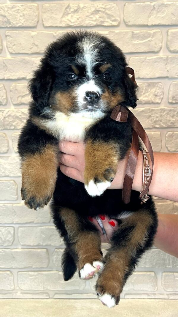 Ruffy Bernese Mountain Dog