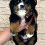 Ruffy-female-Bernese-Mountain-puppy-for-sale-7
