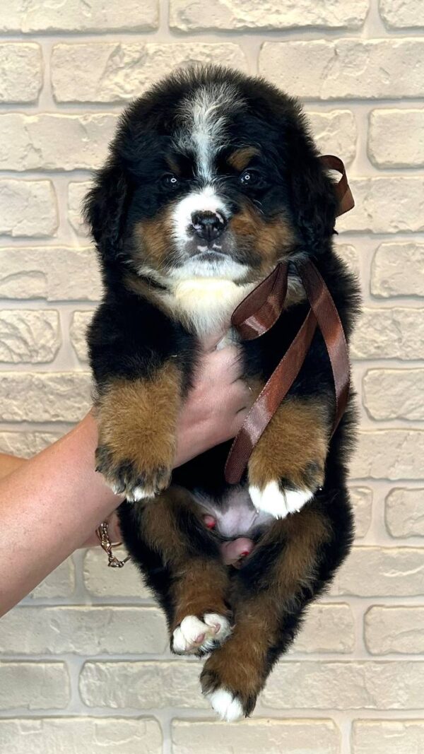 Ruffy Bernese Mountain Dog