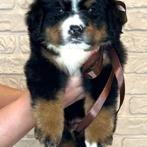 Ruffy Bernese Mountain Dog
