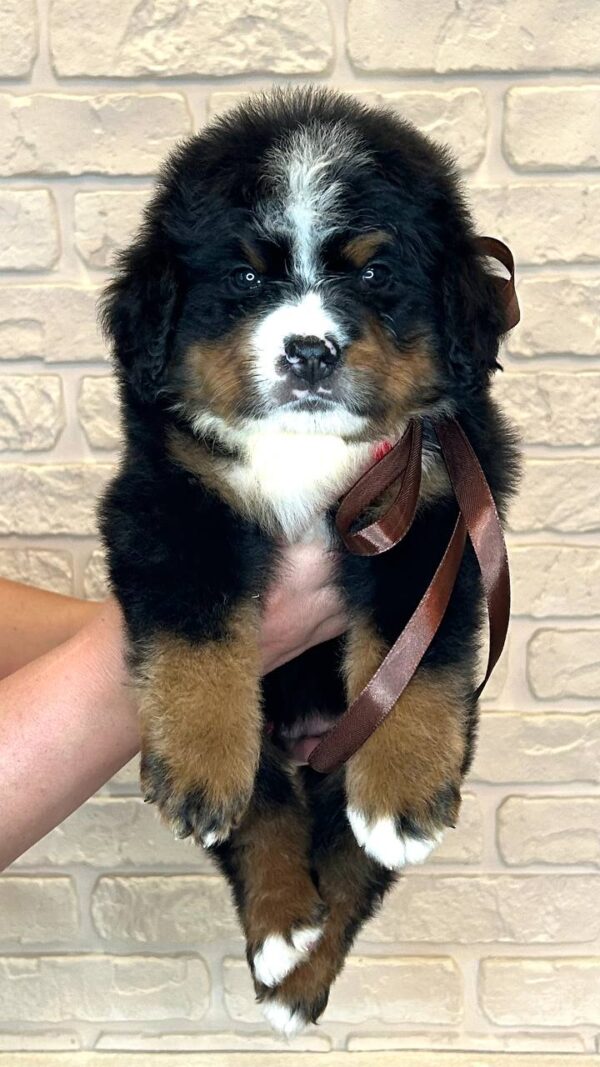 Ruffy Bernese Mountain Dog