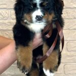 Ruffy-female-Bernese-Mountain-puppy-for-sale-9