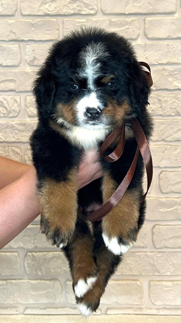 Ruffy Bernese Mountain Dog