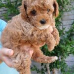 Rimma Maltipoo