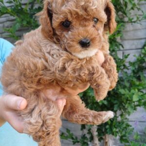 Runa Maltipoo