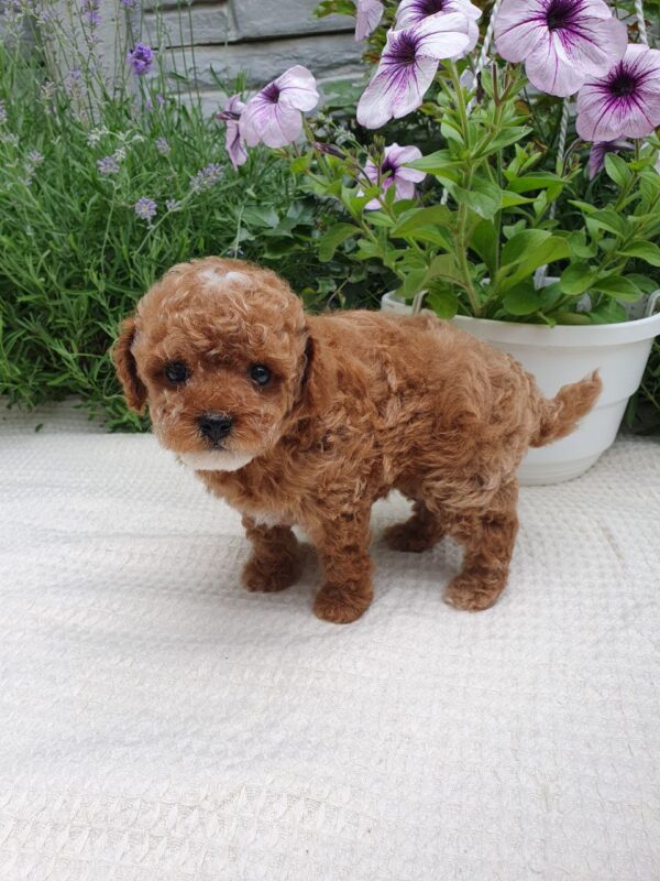 Runa Maltipoo