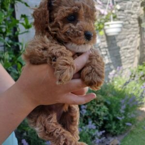 Runa Maltipoo