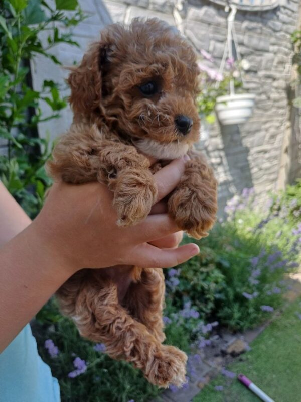 Runa Maltipoo