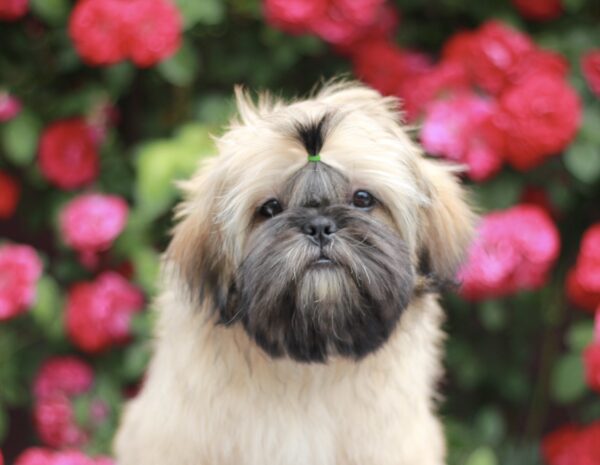 Sapfir Shih Tzu